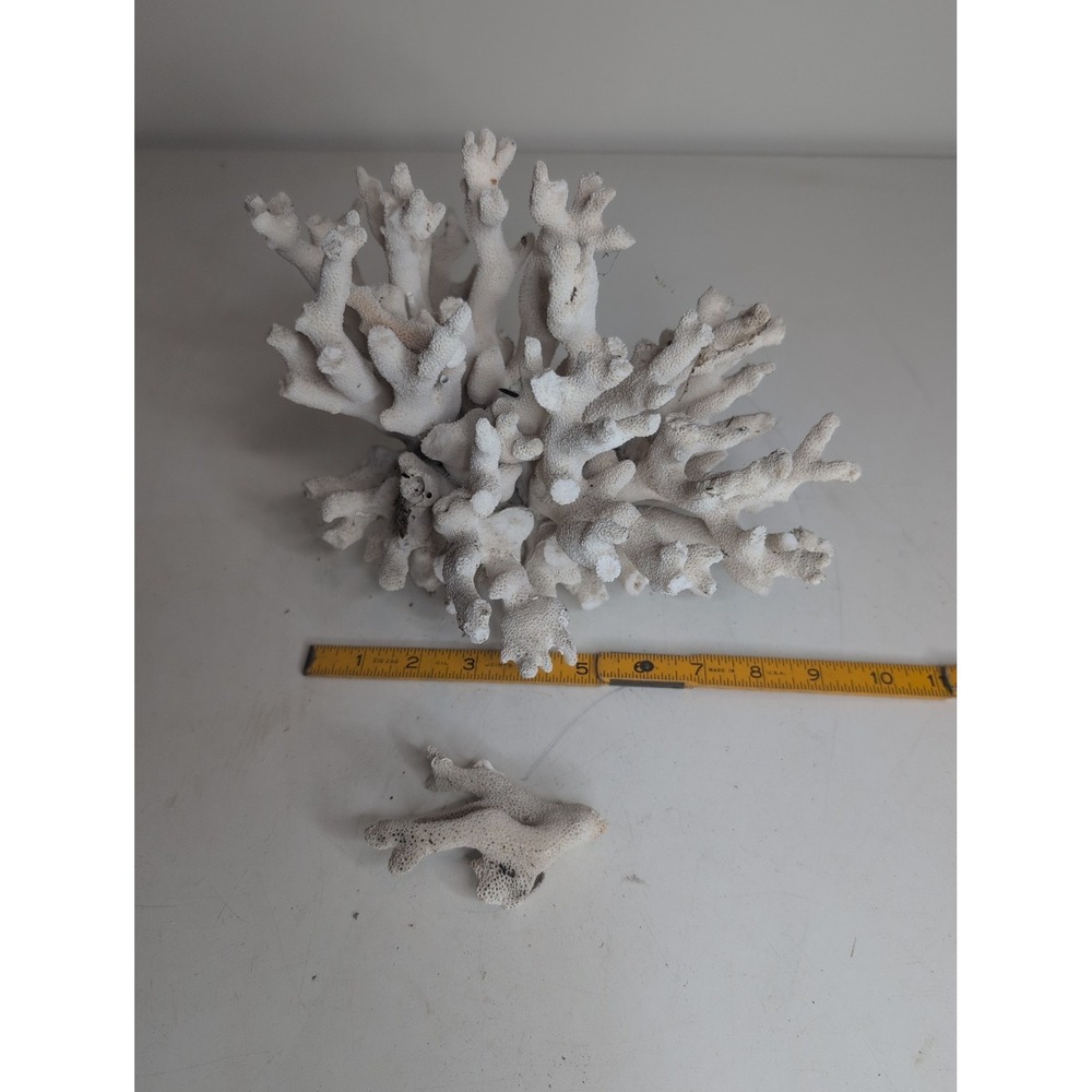 Coral Reef Cluster Specimen - 9" Coral Skeleton, Beach Decor
